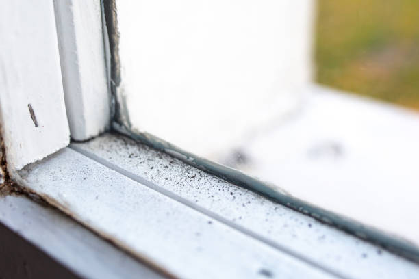 Best Emergency Mold Remediation  in Andover, MN