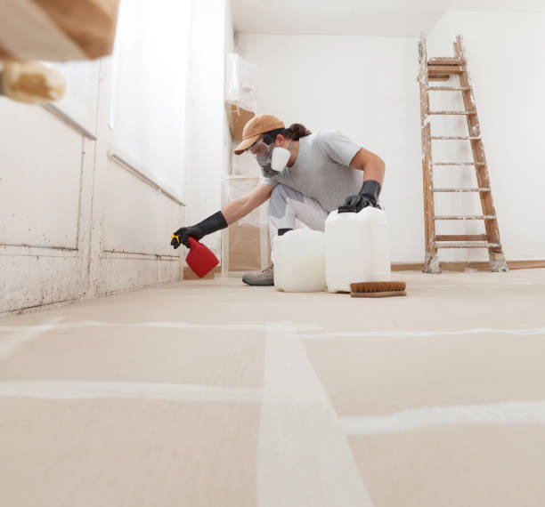 Best Black Mold Removal  in Andover, MN