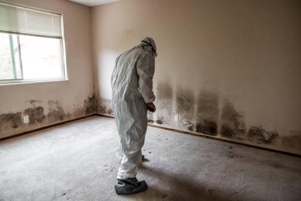 Best Real Estate Mold Inspection  in Andover, MN